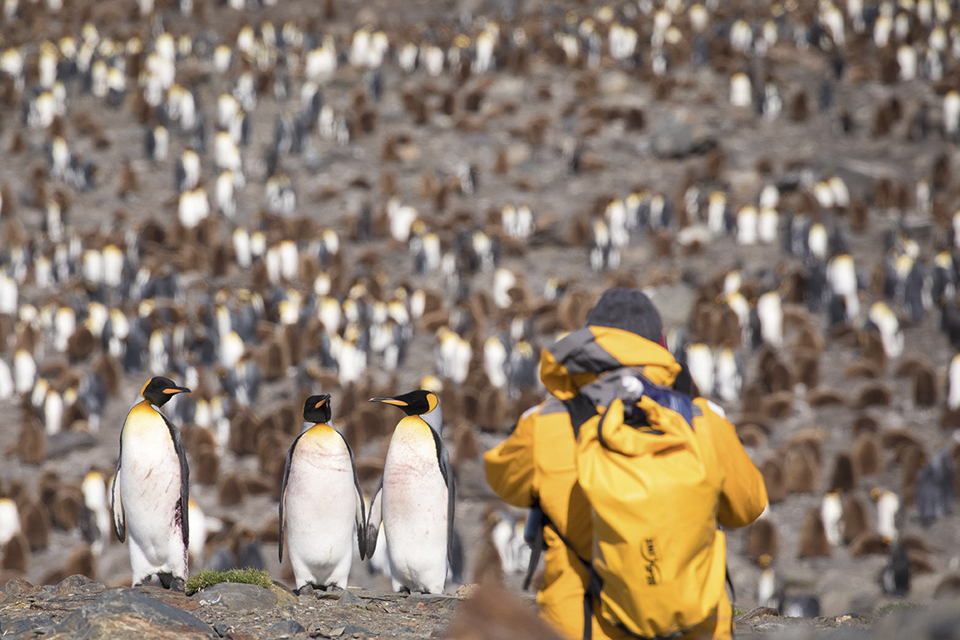 SAFARI PINGÜINOS-1