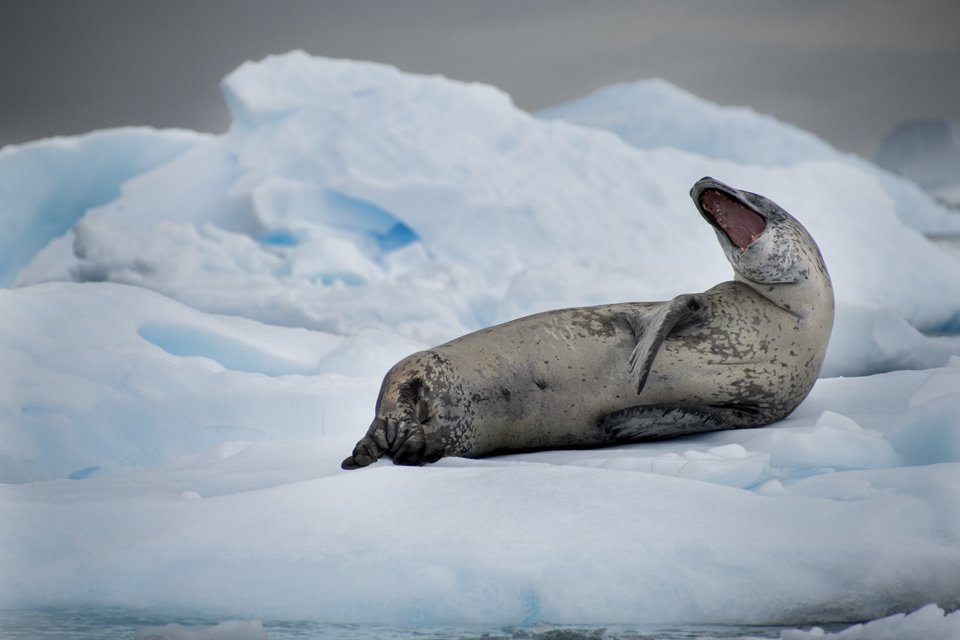 FOCA LEOPARDO-Antarctica W&G