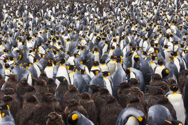 Antártida exploradores y pingüinos rey